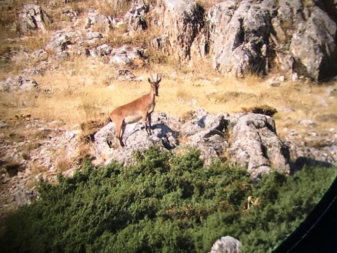 Adıyaman'da Dağ keçileri fotokapana takıldı