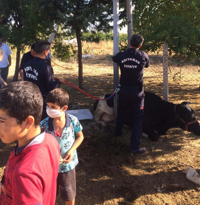 Adıyaman’da elektrik direğine sıkışan inek kurtarıldı