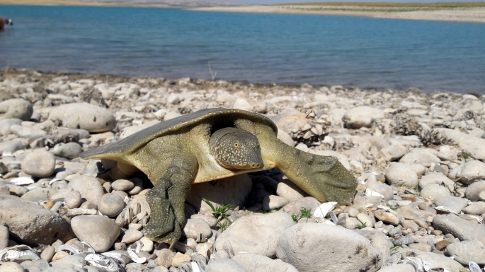 Adıyaman'da Nesli Tükenmekte Olan Fırat Kaplumbağası Bulundu