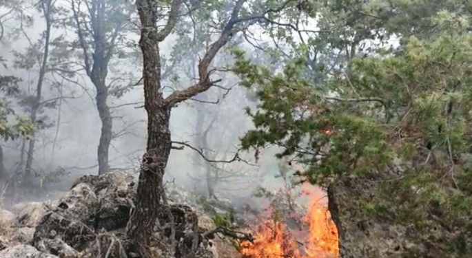 Adıyaman’da ormanlık alanda yangın