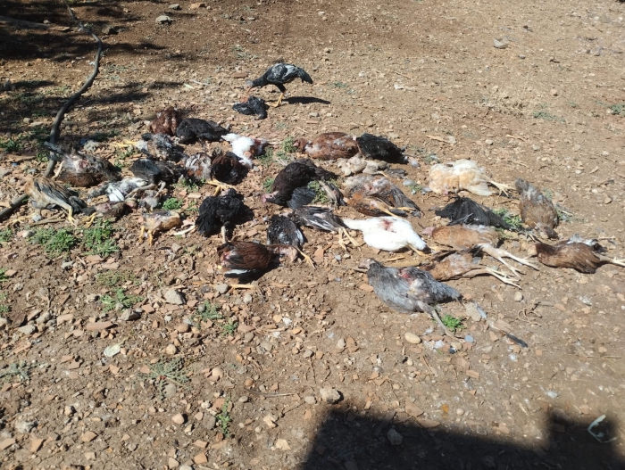 Adıyaman’da sokak köpekleri kümes hayvanlarını parçaladı
