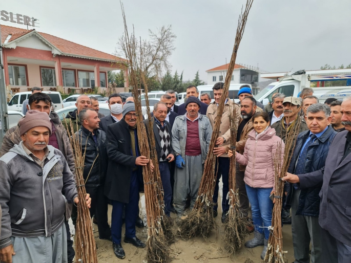 Gölbaşı'nda Çiftçilere 20 Bin Hurma Fidanı Dağıtıldı