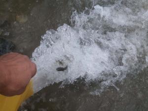 DSİ Çat Barajı Gölüne Yavru Balık Bıraktı