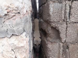 Duvar Arasına Sıkışan Köpek Kurtarıldı