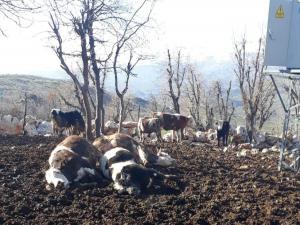 Elektrik Akımına Kapılan İnek Telef Oldu