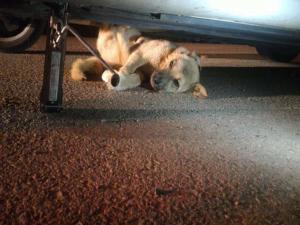 Otomobilin Altında Sıkışan Köpek Kurtarıldı