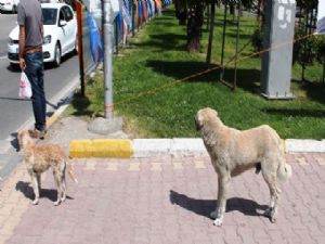 Başı Boş Köpekler Korku Saçıyor