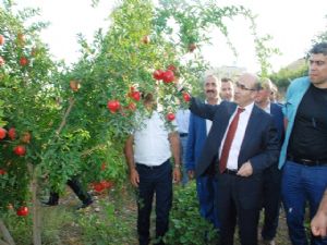 Adıyaman Narı Bereketli Çıktı