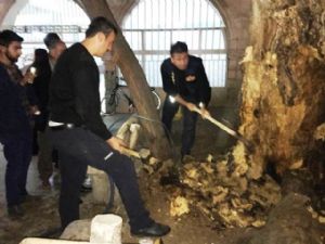 Kendini Bilmezler Tarihi Ağacı Yakmak İstedi