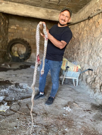 Adıyaman'da Üç metrelik yılan kırlangıç yavrularını yedi