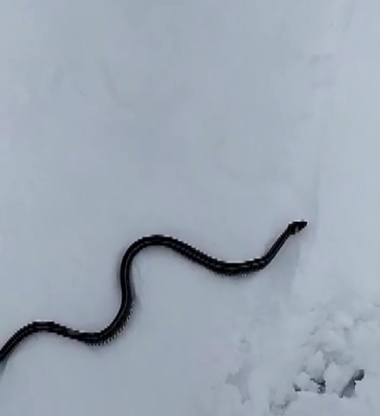 Kar üzerinde görüntülenen yılan bilim dünyasını şaşırttı