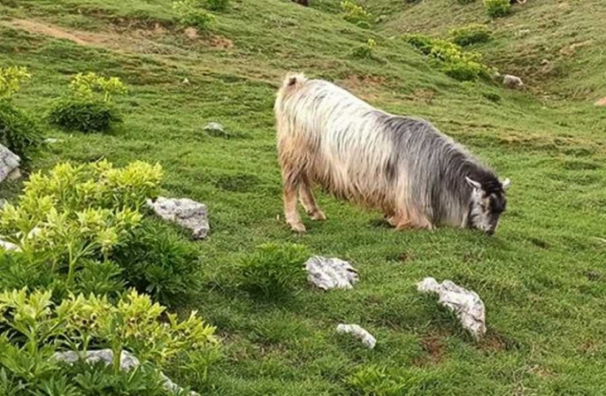 Kaçan kurbanlık 5 gün sonra dağda bulundu