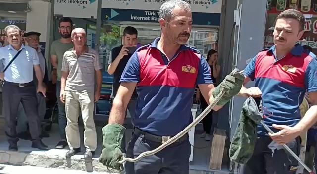 Adıyaman'da Park halindeki motosikletten yılan çıktı