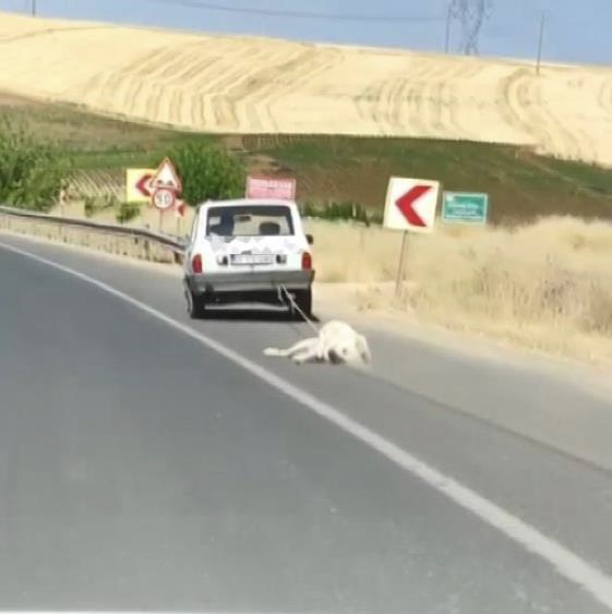 Vicdansız sürücü köpeği aracın arkasına bağlayarak sürükledi