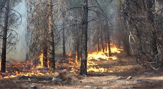 Adıyaman’da Ormanlık alanda çıkan yangın söndürüldü 2