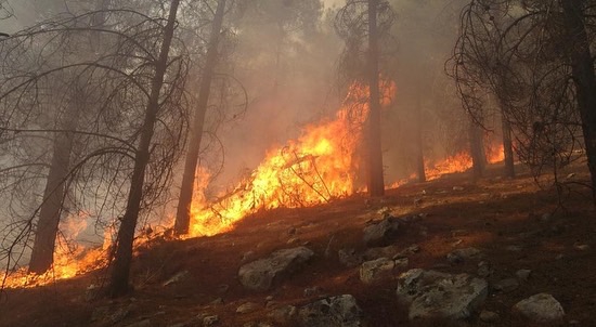 Adıyaman’da Ormanlık alanda çıkan yangın söndürüldü 6
