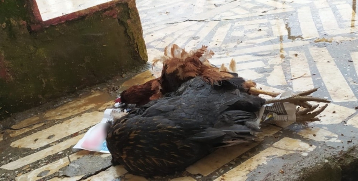 Adıyaman'da Aç kalan sokak köpekleri tavukları parçaladı