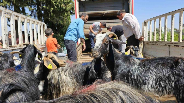Adıyaman´daki depremzedelere 124 keçi dağıtıldı
