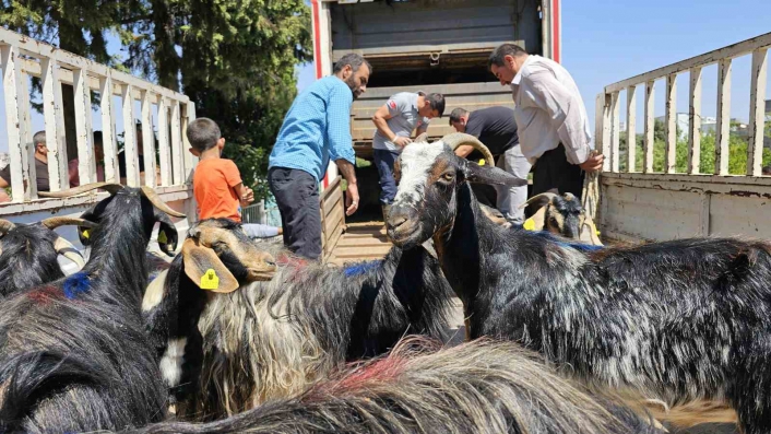 Adıyaman´daki depremzedelere 124 keçi dağıtıldı
