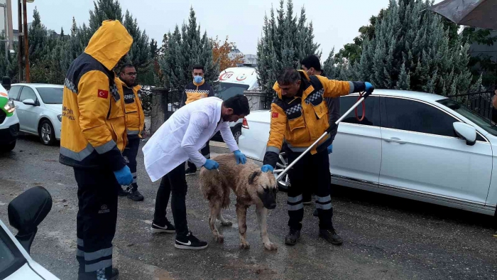 Adıyaman´daki kuduz vakasının ardından sokak hayvanlarına aşılama başladı
