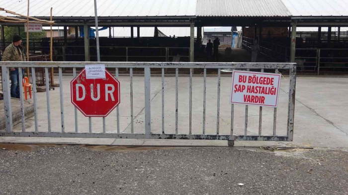 Adıyaman Hayvan pazarında şap salgını büyüyor