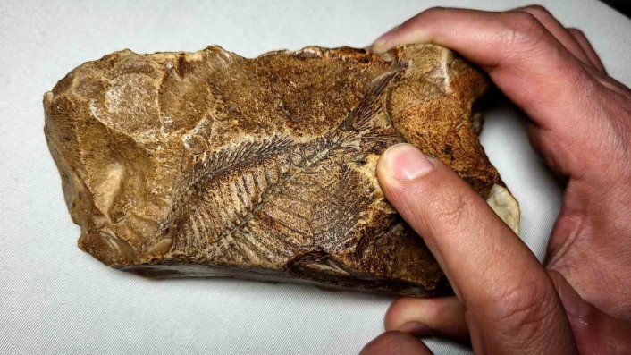 Adıyamanda 15 milyon yıllık balık fosili bulundu
