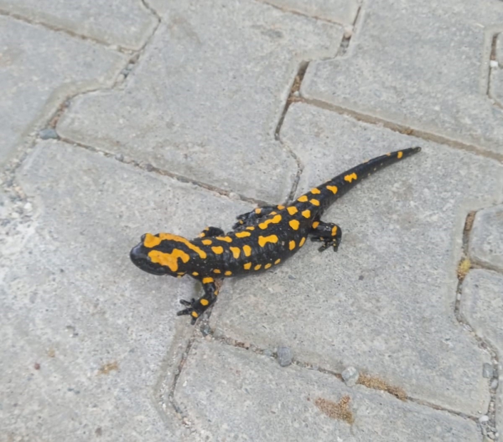 Adıyamanda sarı benekli semender görüldü
