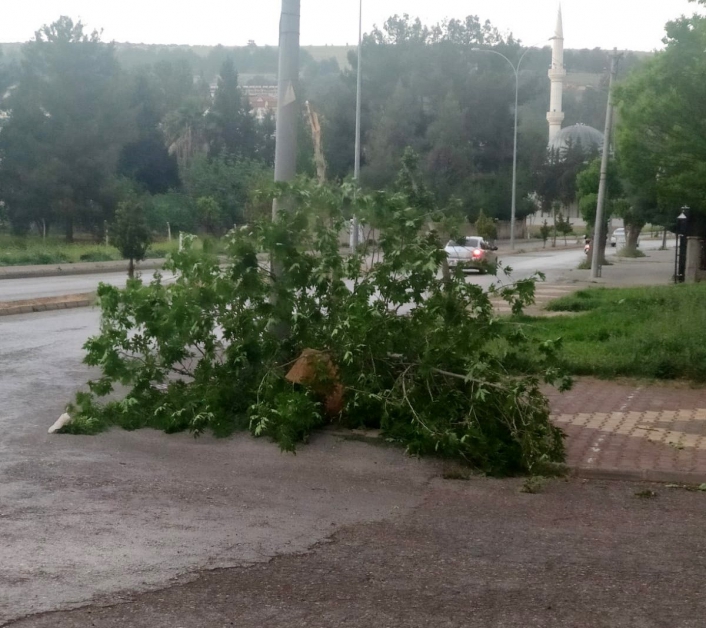 Ağaç rüzgara dayanamadı
