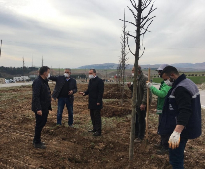 Başkan Kılınç ağaçlandırma çalışmalarını inceledi
