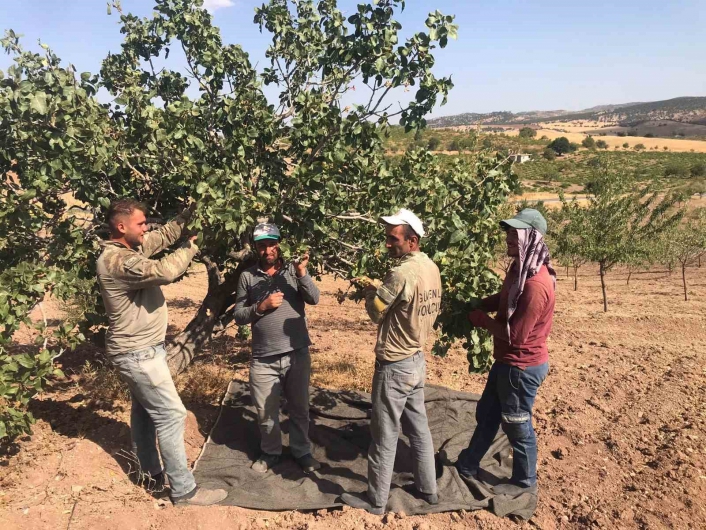 Besni´de Antep Fıstığı hasadı başladı
