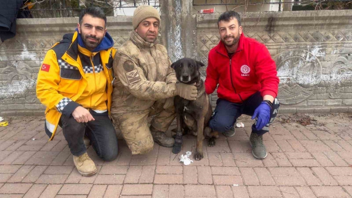 Bitlis UMKE ekibi yaralanan köpeklere de müdahale ediyor
