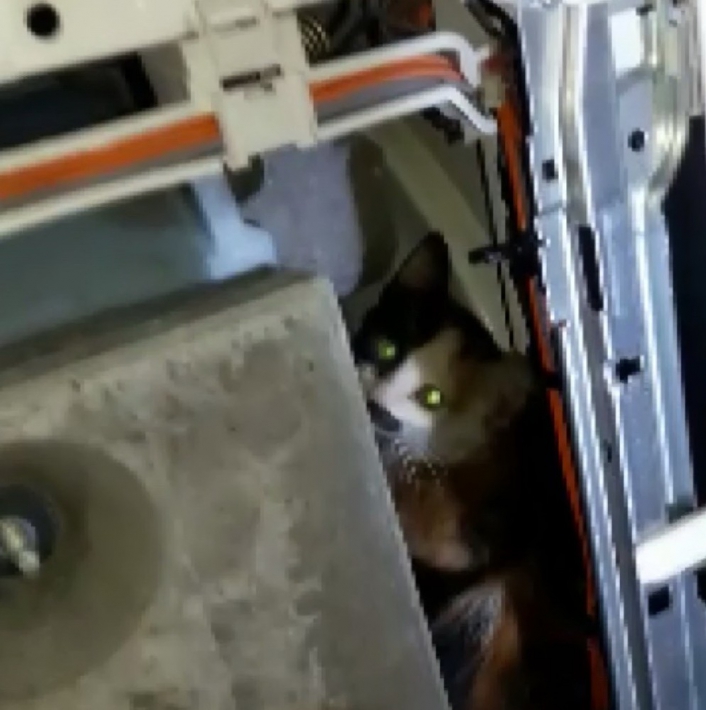 Çamaşır makinesinde mahsur kalan kediyi itfaiye kurtardı