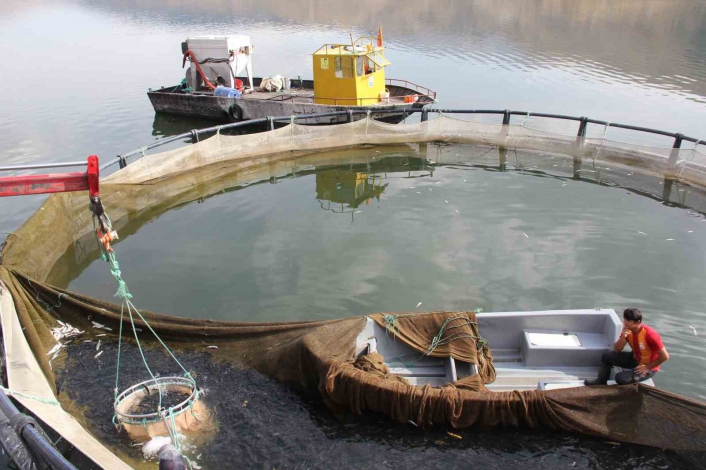Çat Barajı soğuk suyu ile kafes balıkçılığının vazgeçilmezi
