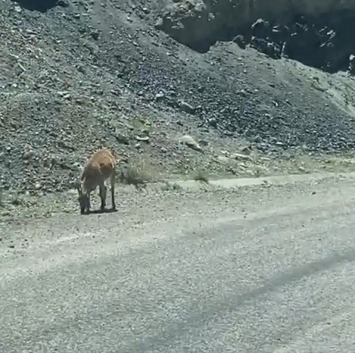 Adıyaman'da Dağ keçileri karayoluna indi