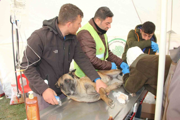 Depremde yaralanan hayvanlar için tedavi merkezi kuruldu
