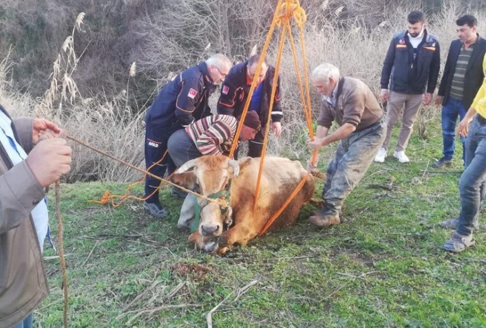 Dereye düşen inek kurtarıldı
