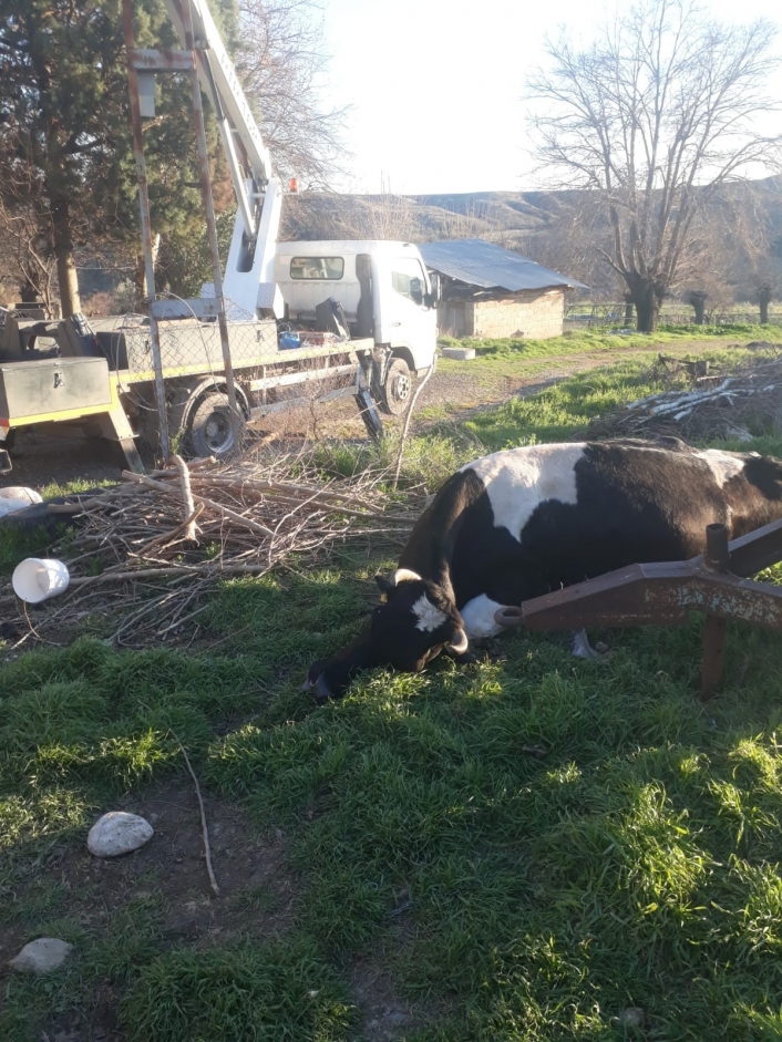 Adıyaman’da Elektrik akımına kapılan inek telef oldu