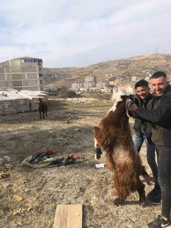 Enkazda kalan iki keçi 21 gün sonra kurtarıldı

