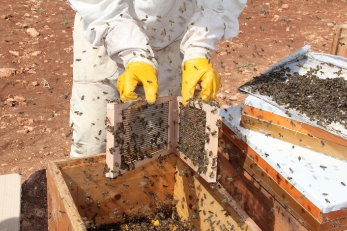 Gramı 500 TL olan arı zehri Adıyaman´da üretilmeye başlandı