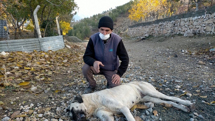 Harmanlı´da köpekler zehirleniyor iddiası
