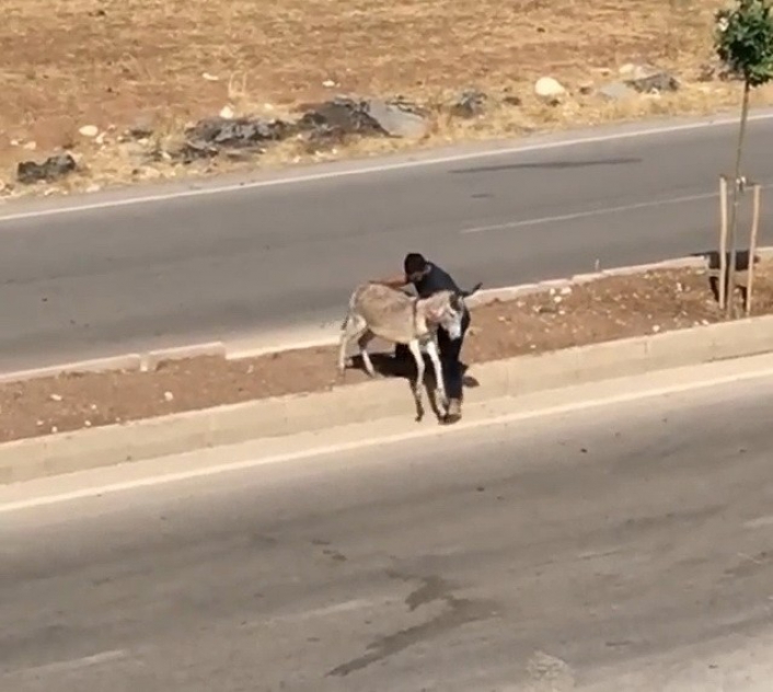 Hasta eşeği yolun karşısına geçirerek insanlık dersi verdi
