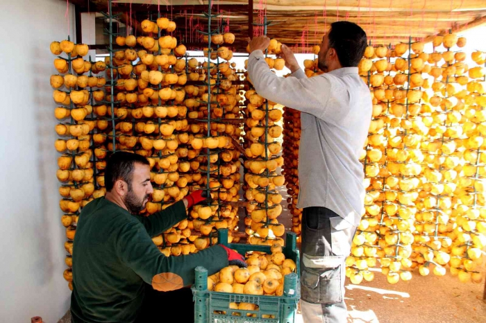 İplere dizilen altın sarısı hurmaların 