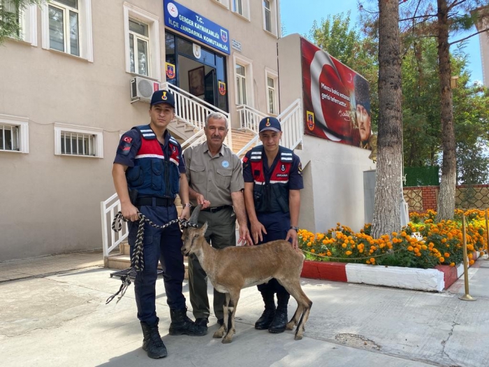 Adıyaman'da Jandarma yaralı dağ keçisi buldu