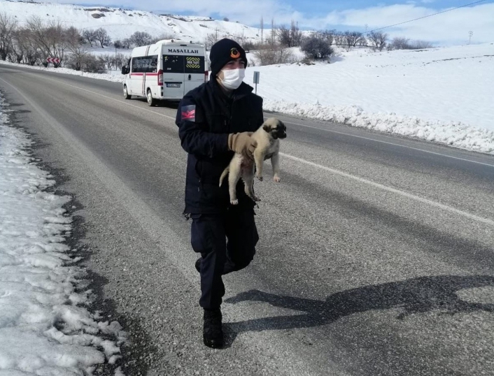 Jandarmanın bitkin halde bulduğu köpek veterinere teslim edildi
