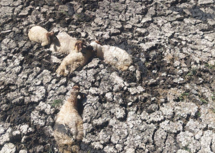 Kahta´da bataklığa saplanan koyunlar kurtarıldı
