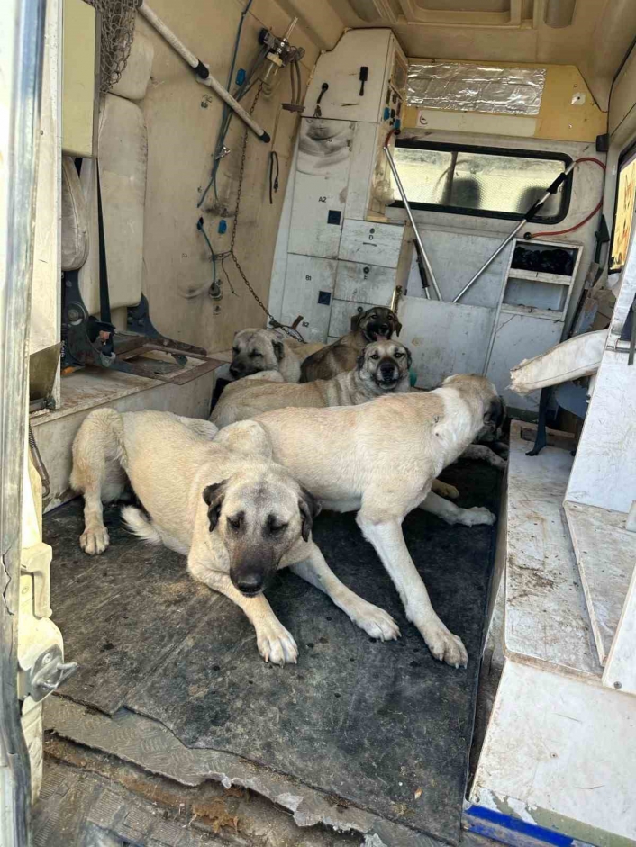 Kahtada başıboş sokak köpekleri toplanıyor
