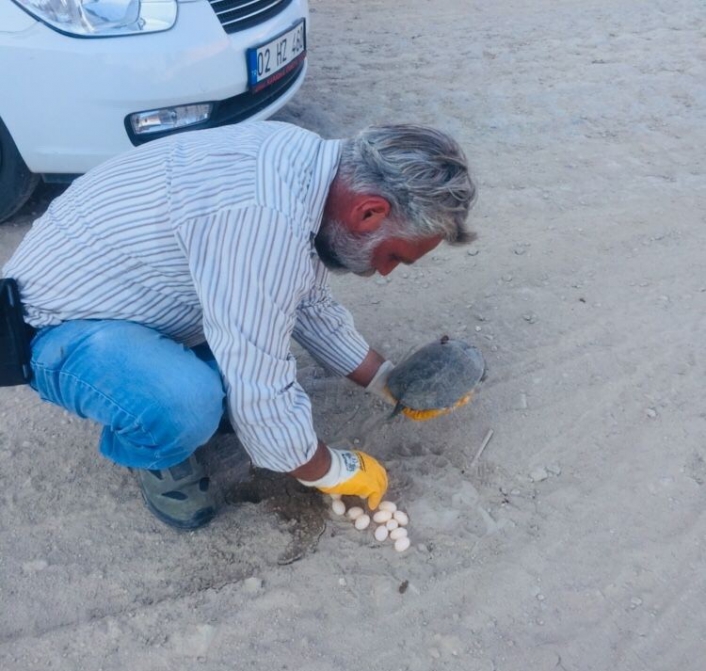 Kaplumbağa yol ortasına yumurtladı
