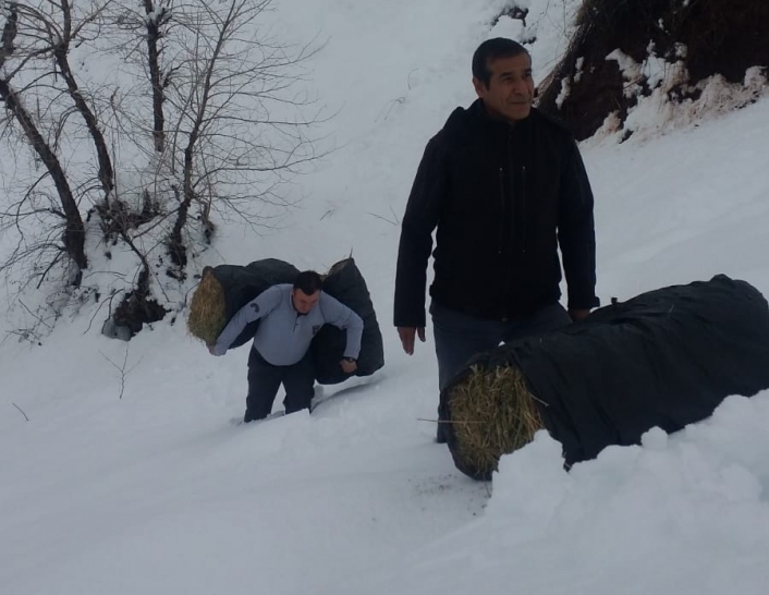 Karda aç kalan dağ keçileri bırakılan yemlere akın etti
