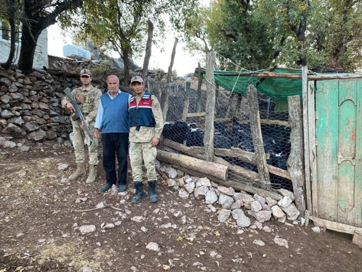 Kaybolan 50 küçükbaş hayvan jandarma tarafından bulundu
