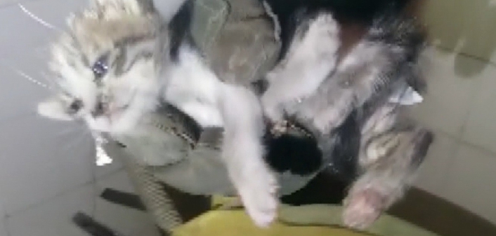 Kediyi ölmekten itfaiye ekipleri kurtardı
